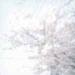 sa. kɯ. ɾa 桜
