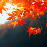 Autumn Fam!