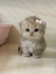 Cats kitties ;<