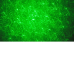 nickthegamer's green gang