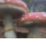 El grupo pandita