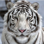 ELtiger44 team