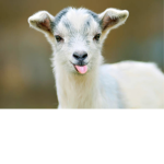 Dagoat kingdom