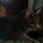 a bundle of kittens