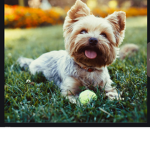 I love chewy