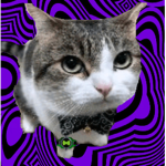 Goofy Gato Gang