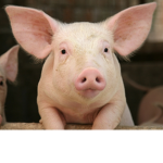 Pig_gang