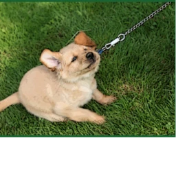 DOG CART RIDE INTO DOG MEAL icon
