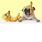 Puppies and Bananas are AMAZING!