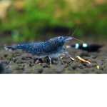 Shrimp Nubs ELITE