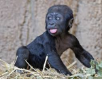 Ape Fan Club