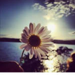 Sunset flowers~