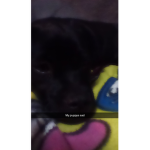 Doggo krew