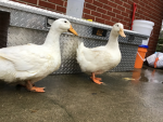 My lil ducks group!
