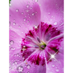Flowers_