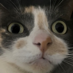 Cats United Into a Nation