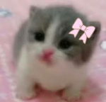 Pawss