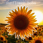 sunflower-boba