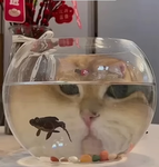 cat fans/melanie fans and one eminem fan