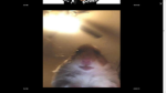 the hampter group join if you like hamsters