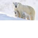 The Arctic Squad (AKA the coolest squads)