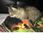 Cats -are- the- best