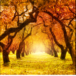 we love Autumn