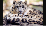 Warrior Cats Roleplayer's !