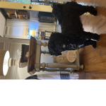 My Doge and dog friends