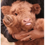 calf hangout