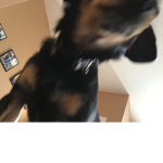 DOG CHARGER