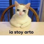 Gatitos kitty go!