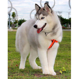 Blue the husky's Place Number: 4