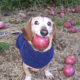 (NEW 🥺🍎 ) RUN NEXTBOX DOG WITH APPLE... MEME