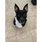 ROXIE FAN GROUP