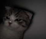 H4LL0W33NV1BES