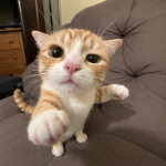 Mel Cat Studio