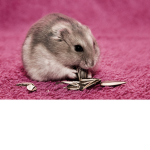 love hamster