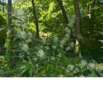 WeLoveGrass