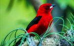 Les petits oiseaux rouges