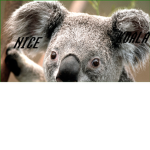 Nice Koala Squad! // Shouzs On YouTube!