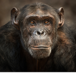 Monke Studios Official Group