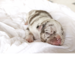 puppy gang yeah