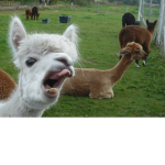 Lama united