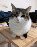 adopt me live0
