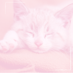 ʚɞ