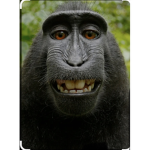 Monkey kingdom mk