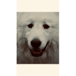 TANELLE