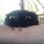 RRRAAHHHHH11
