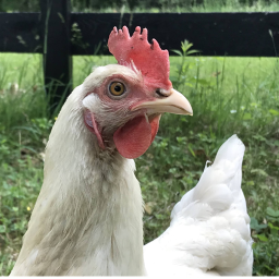 [ UPDATE 11 ] Chicken Simulator 2!